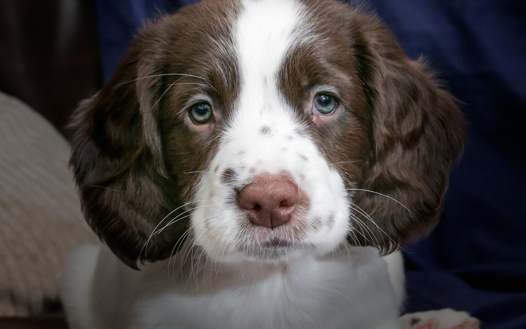 Could Dog Breeders Lie Detector Tests combat Puppy Farms?